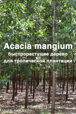 Acacia mangium  Willd. - быстрорастущее дерево для тропической плантации